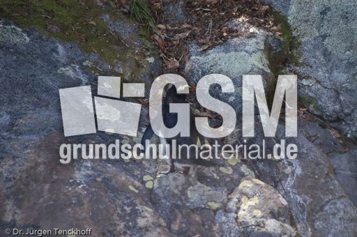 Dickschnabelpinguin (38 von 45).jpg